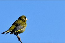 TEXEL HOLLANDE 17-05-28 09337   Photos ACG 2017