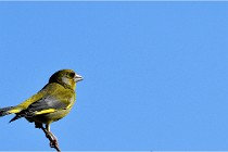 TEXEL HOLLANDE 17-05-28 09343   Photos ACG 2017
