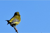TEXEL HOLLANDE 17-05-28 09344   Photos ACG 2017