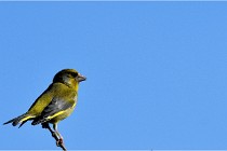 TEXEL HOLLANDE 17-05-28 09345   Photos ACG 2017