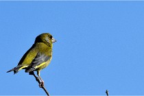 TEXEL HOLLANDE 17-05-28 09346   Photos ACG 2017