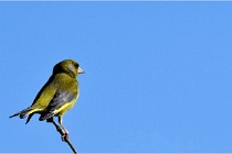TEXEL HOLLANDE 17-05-28 09348   Photos ACG 2017
