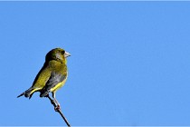 TEXEL HOLLANDE 17-05-28 09353   Photos ACG 2017