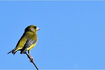 TEXEL HOLLANDE 17-05-28 09355   Photos ACG 2017