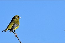TEXEL HOLLANDE 17-05-28 09356   Photos ACG 2017