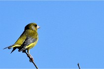 TEXEL HOLLANDE 17-05-28 09362   Photos ACG 2017