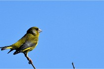TEXEL HOLLANDE 17-05-28 09366   Photos ACG 2017