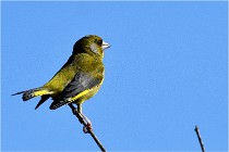 TEXEL HOLLANDE 17-05-28 09371   Photos ACG 2017