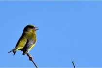 TEXEL HOLLANDE 17-05-28 09372   Photos ACG 2017