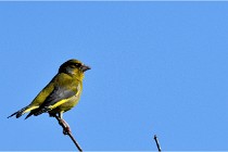 TEXEL HOLLANDE 17-05-28 09385   Photos ACG 2017