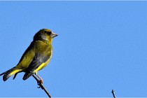 TEXEL HOLLANDE 17-05-28 09390   Photos ACG 2017