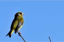 TEXEL HOLLANDE 17-05-28 09393   Photos ACG 2017