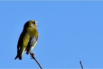 TEXEL HOLLANDE 17-05-28 09396   Photos ACG 2017