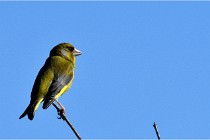 TEXEL HOLLANDE 17-05-28 09404   Photos ACG 2017