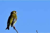 TEXEL HOLLANDE 17-05-28 09408   Photos ACG 2017