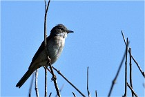 TEXEL HOLLANDE 17-05-28 09418   Photos ACG 2017