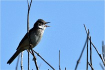 TEXEL HOLLANDE 17-05-28 09423   Photos ACG 2017
