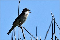 TEXEL HOLLANDE 17-05-28 09424   Photos ACG 2017