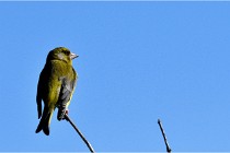 TEXEL HOLLANDE 17-05-28 09444   Photos ACG 2017