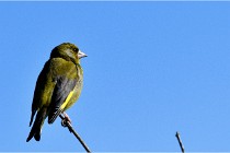 TEXEL HOLLANDE 17-05-28 09458   Photos ACG 2017