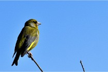 TEXEL HOLLANDE 17-05-28 09469   Photos ACG 2017