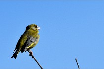 TEXEL HOLLANDE 17-05-28 09492   Photos ACG 2017