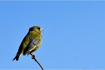TEXEL HOLLANDE 17-05-28 09493   Photos ACG 2017