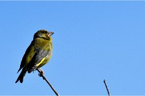 TEXEL HOLLANDE 17-05-28 09500   Photos ACG 2017