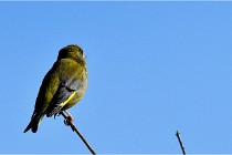 TEXEL HOLLANDE 17-05-28 09501   Photos ACG 2017