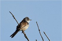 TEXEL HOLLANDE 17-05-28 09528   Photos ACG 2017