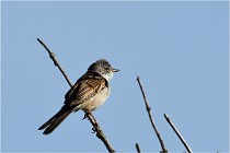 TEXEL HOLLANDE 17-05-28 09529   Photos ACG 2017