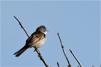 TEXEL HOLLANDE 17-05-28 09530   Photos ACG 2017