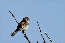 TEXEL HOLLANDE 17-05-28 09532   Photos ACG 2017