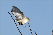 TEXEL HOLLANDE 17-05-28 09542   Photos ACG 2017