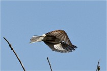 TEXEL HOLLANDE 17-05-28 09543   Photos ACG 2017