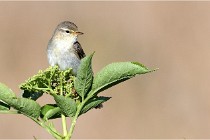 TEXEL HOLLANDE 17-05-28 09544   Photos ACG 2017