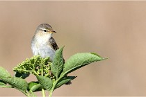 TEXEL HOLLANDE 17-05-28 09545   Photos ACG 2017