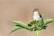 TEXEL HOLLANDE 17-05-28 09546   Photos ACG 2017