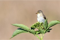 TEXEL HOLLANDE 17-05-28 09552   Photos ACG 2017