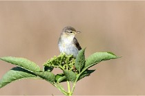 TEXEL HOLLANDE 17-05-28 09554   Photos ACG 2017