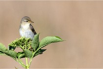 TEXEL HOLLANDE 17-05-28 09555   Photos ACG 2017