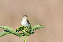 TEXEL HOLLANDE 17-05-28 09556   Photos ACG 2017