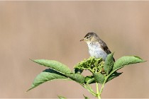 TEXEL HOLLANDE 17-05-28 09559   Photos ACG 2017