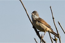TEXEL HOLLANDE 17-05-28 09575   Photos ACG 2017