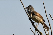 TEXEL HOLLANDE 17-05-28 09582   Photos ACG 2017
