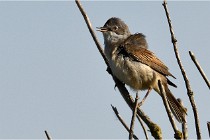 TEXEL HOLLANDE 17-05-28 09589   Photos ACG 2017