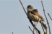 TEXEL HOLLANDE 17-05-28 09593   Photos ACG 2017