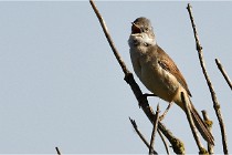 TEXEL HOLLANDE 17-05-28 09597   Photos ACG 2017