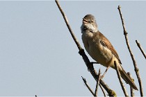 TEXEL HOLLANDE 17-05-28 09598   Photos ACG 2017