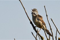 TEXEL HOLLANDE 17-05-28 09603   Photos ACG 2017